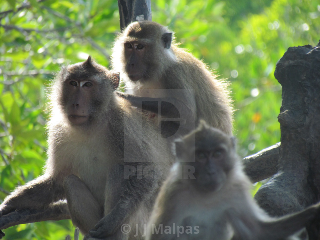 "Group of Macaque" stock image