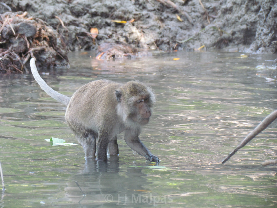 "Macaque in a river" stock image