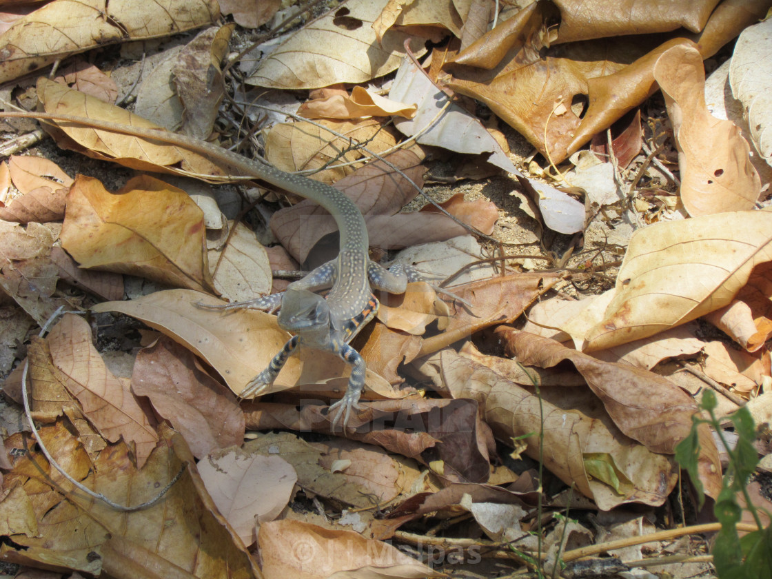 "Butterfly lizard" stock image