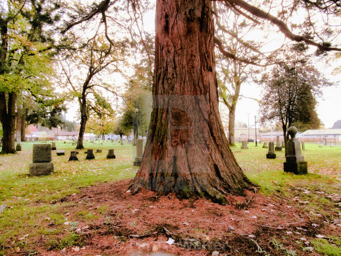 "Dignified Sequoia Tree, Autumn Cemetery" stock image