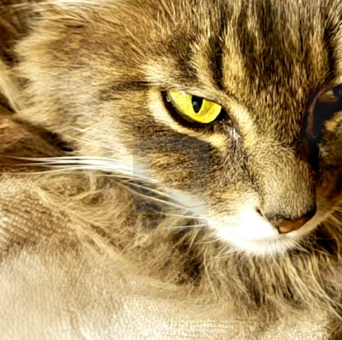 "Stormy the Long Haired Kitty" stock image