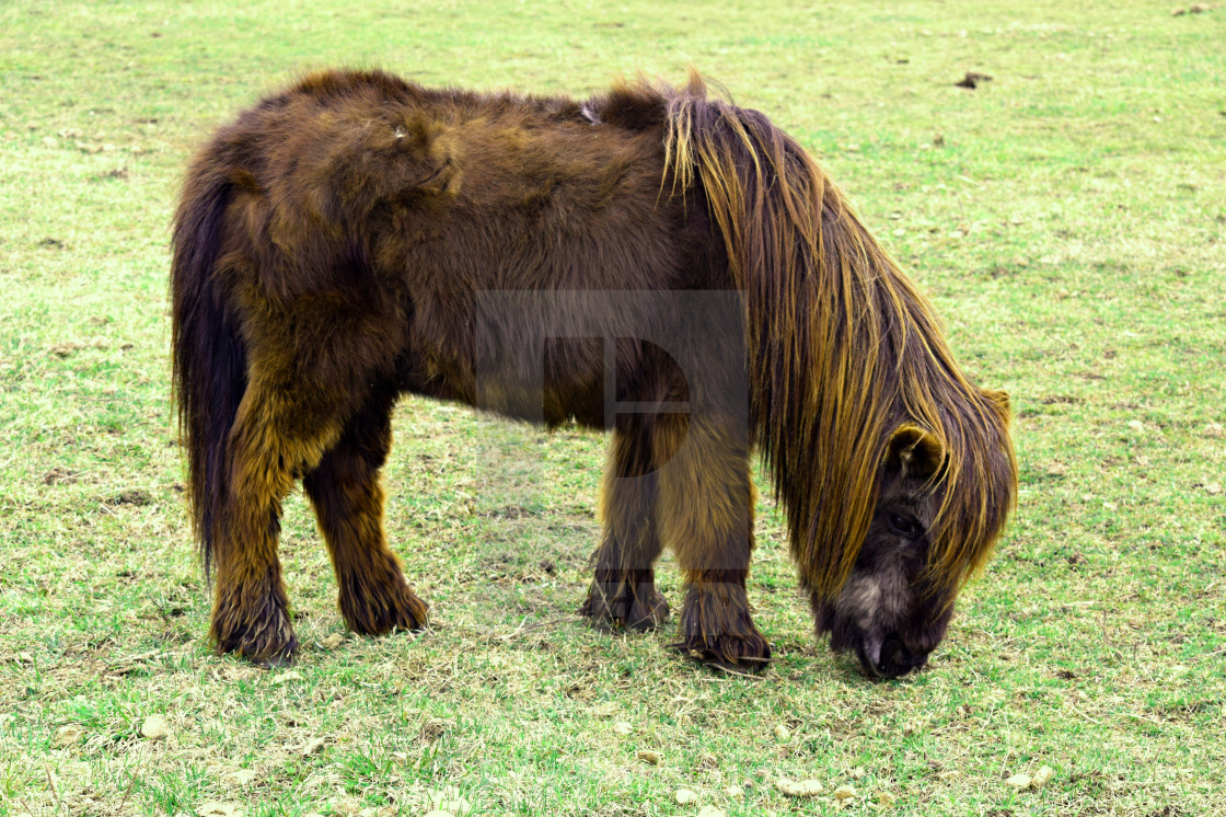 "Mini Pony" stock image