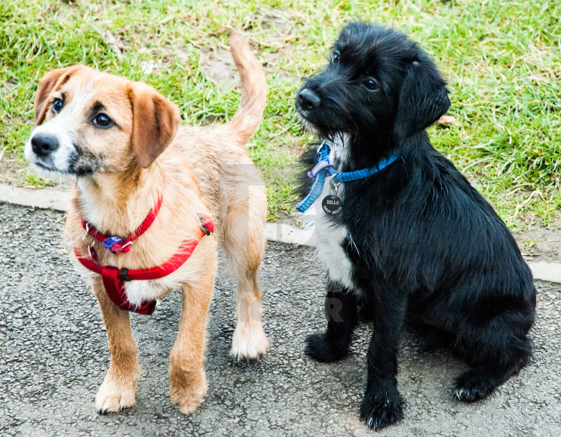 "Pack of puppies" stock image