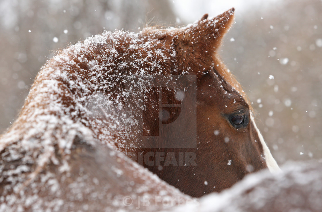 "Horse in the Snow 7" stock image