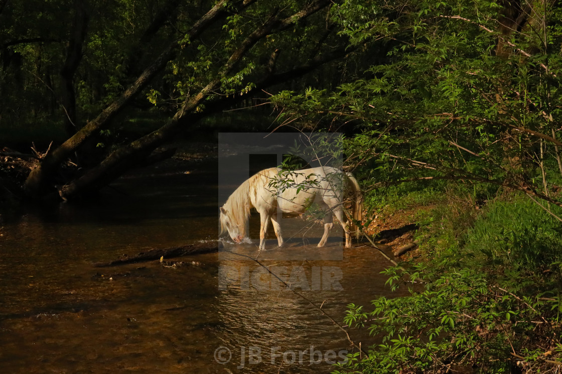 "Wild Horses 9" stock image