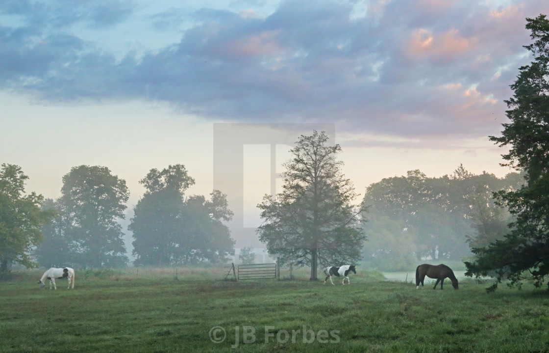 "Sunrise horses in the rising mist" stock image