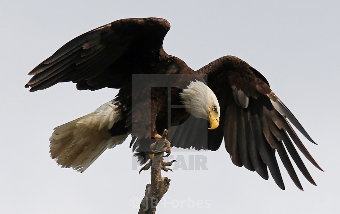 "An Eagle Stretches 3" stock image