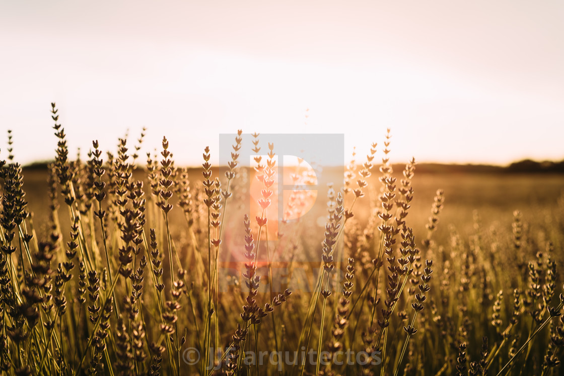 "Lavender fields with sun flare. Summer sunset landscape in Brihuega" stock image