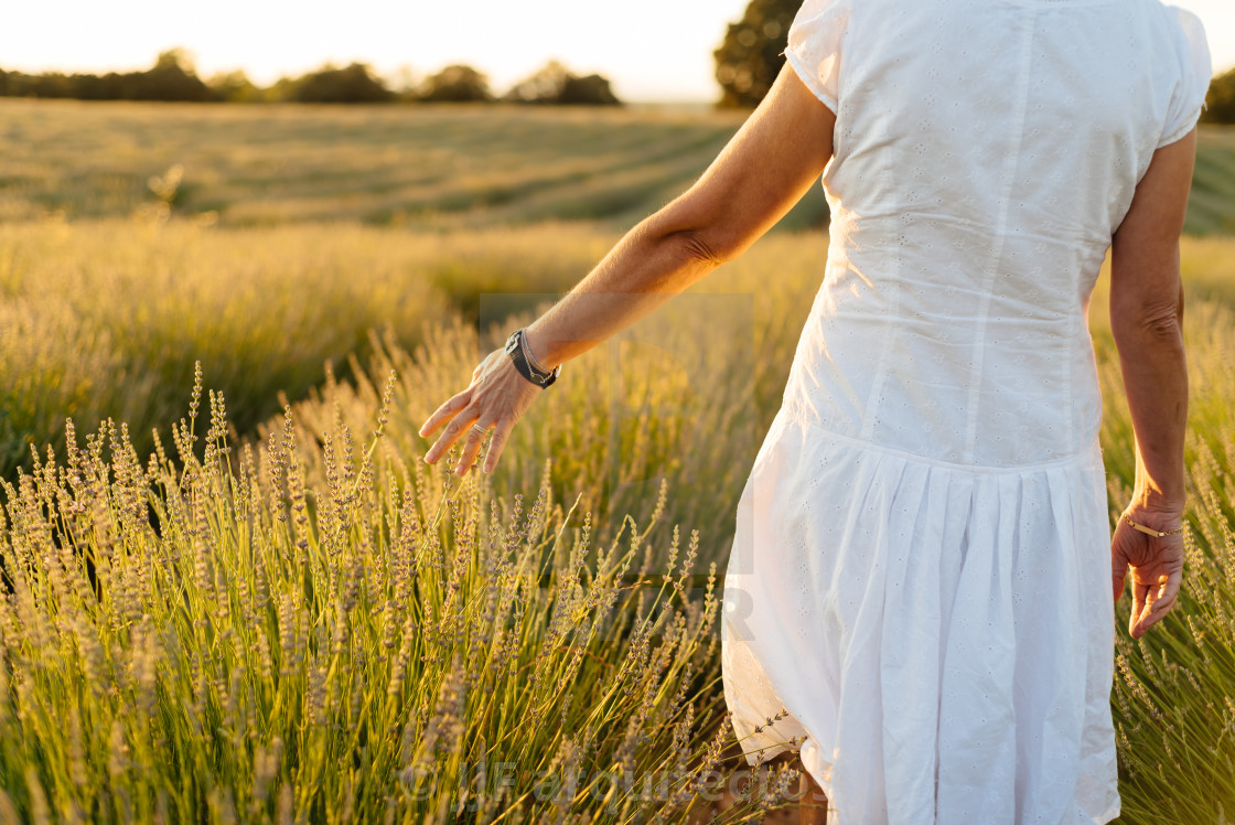 "Beautiful woman in a white dress walks in the lavender field" stock image