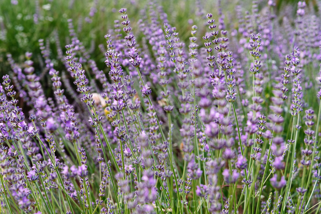 "Lavender spikes. Field of Lavender, Lavandula angustifolia, Lavandula officinalis" stock image