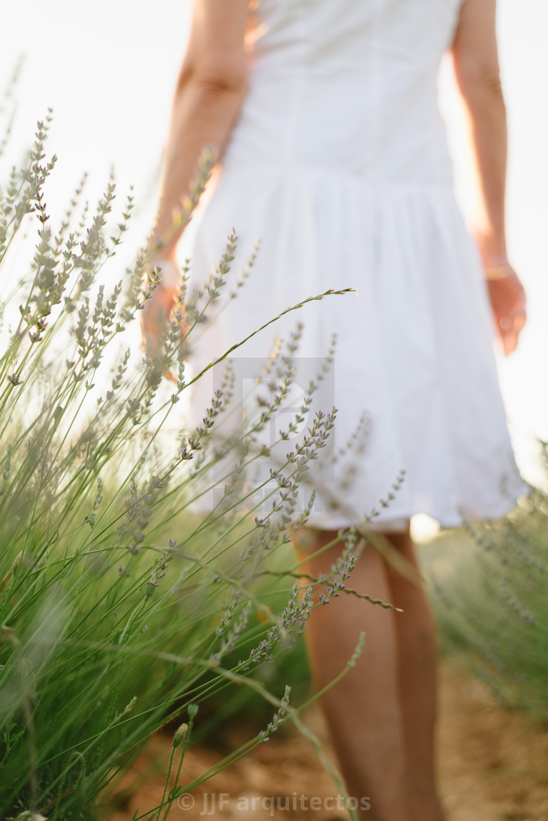 "Beautiful woman in a white dress walks in the lavender field" stock image