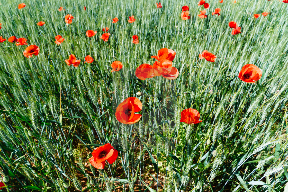 "Wild Red poppies field in spring time" stock image