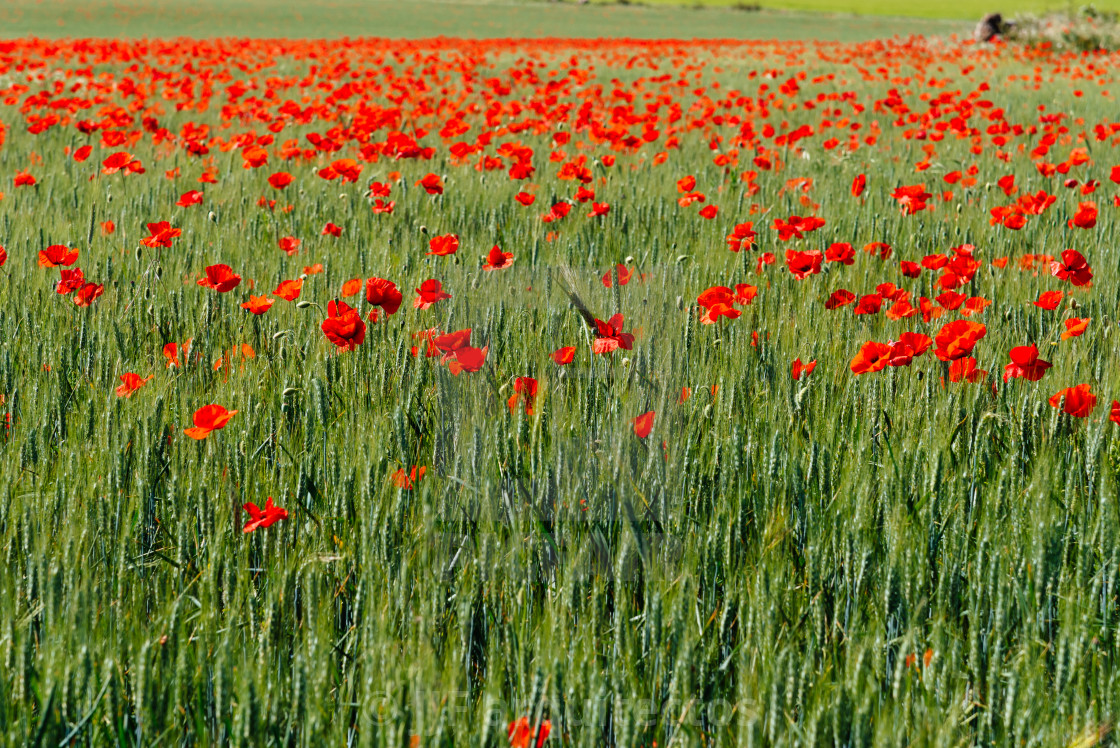 "Wild Red poppies field in spring time" by JJF arquitectos - £100.00 "Wild Red poppies field in spring time" stock image