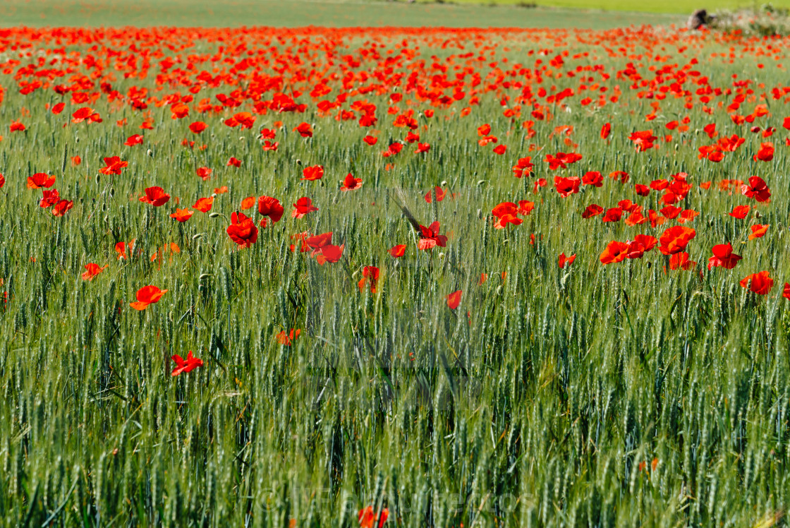 "Wild Red poppies field in spring time" stock image