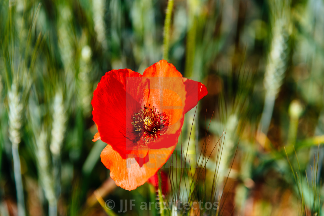 "Wild Red poppies field in spring time" stock image