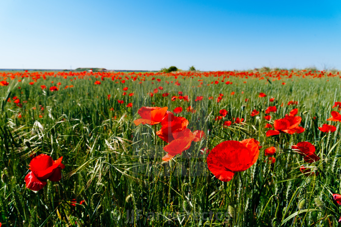 "Wild Red poppies field in spring time" stock image