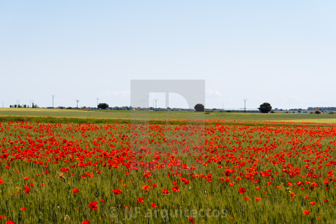 "Wild Red poppies field in spring time" stock image