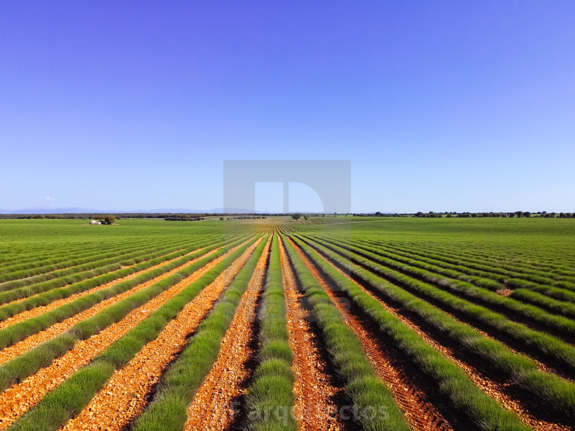 "Lavender fields. Early morning in spring time, Brihuega" by JJF arquitectos - £100.00 "Lavender fields. Early morning in spring time, Brihuega" stock image