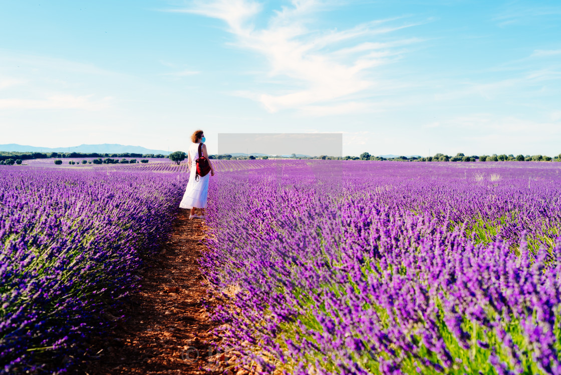 "Woman wearing face mask in a white dress walks in the lavender field" by JJF arquitectos - £100.00 "Woman wearing face mask in a white dress walks in the lavender field" stock image