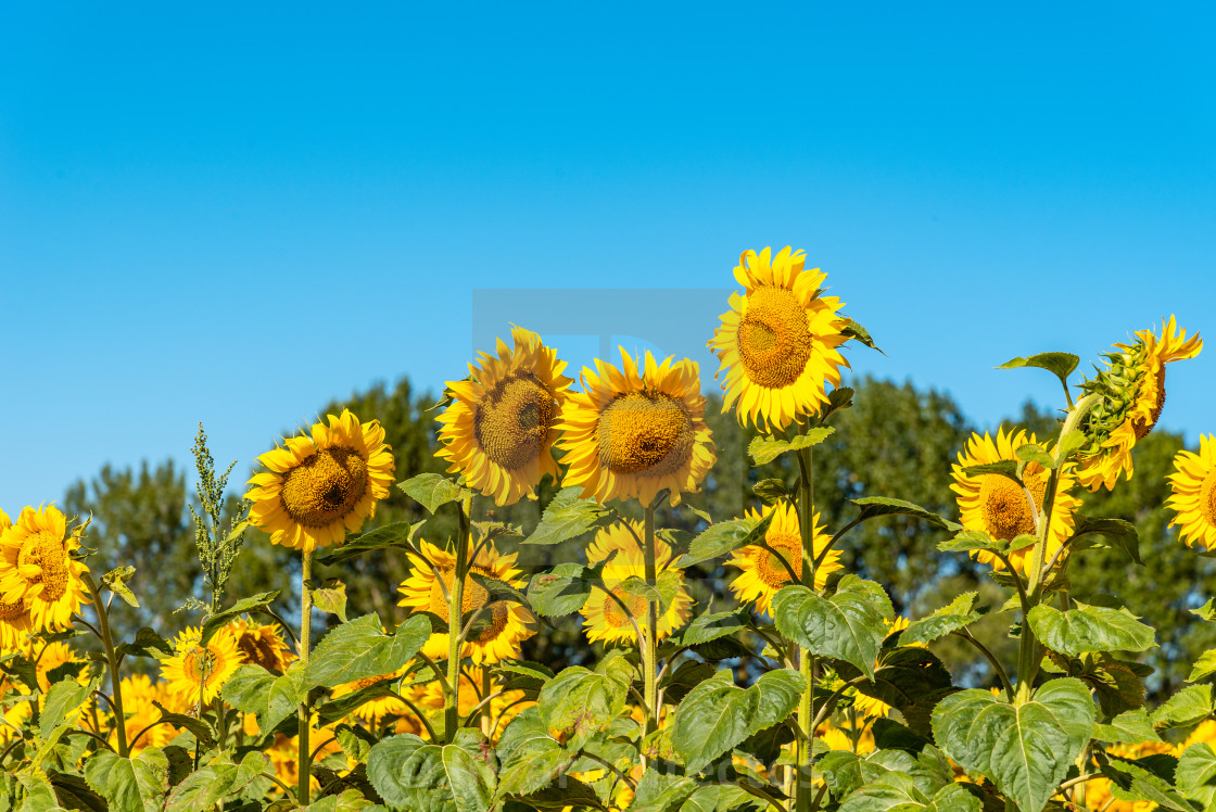 "Summer sunflower field and blue sky natural background" stock image