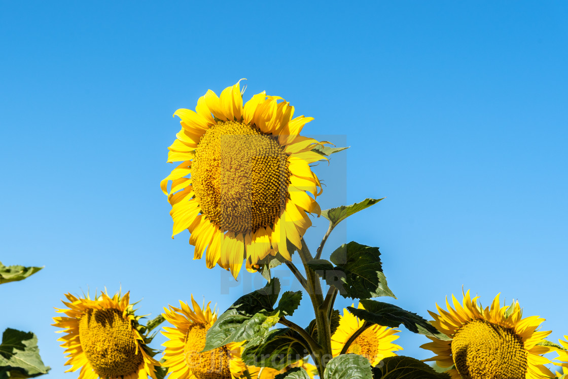 "Summer sunflower field and blue sky natural background" by JJF arquitectos - £100.00 "Summer sunflower field and blue sky natural background" stock image
