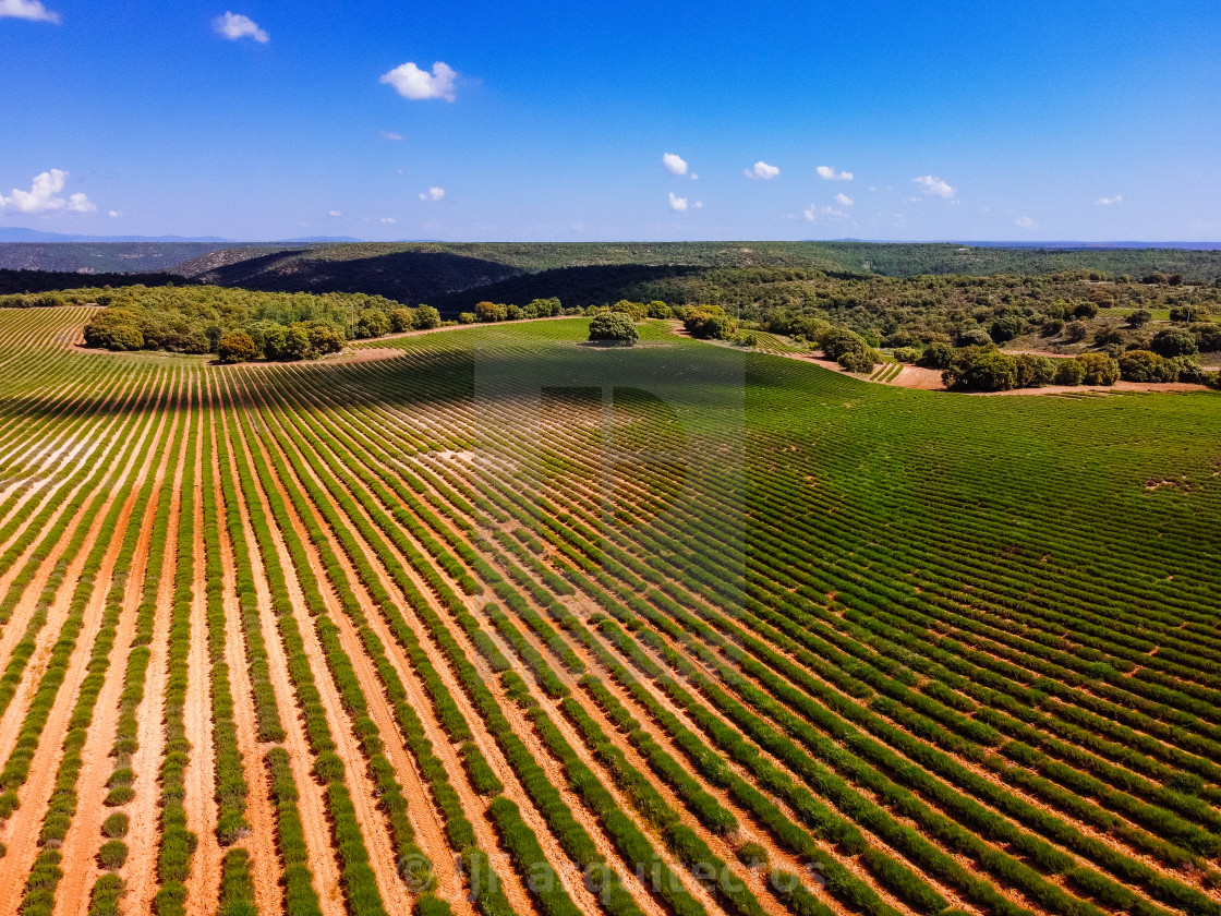 "Lavender fields. Early morning in spring time, Brihuega" stock image