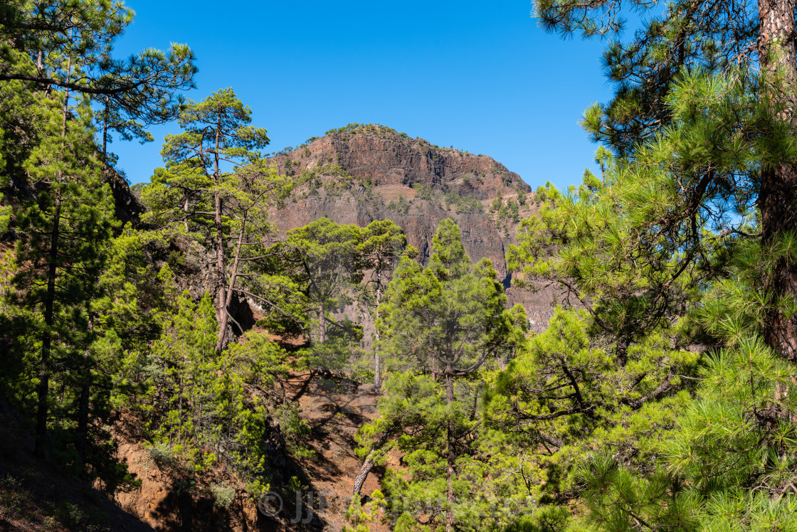 "National Park of Caldera de Taburiente. Old Volcano Crater with Canarian Pine Trees Forest" stock image