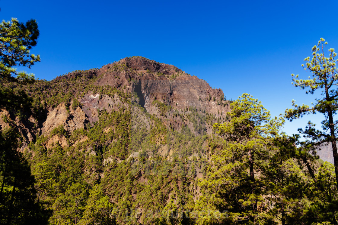 "National Park of Caldera de Taburiente. Old Volcano Crater with Canarian Pine Trees Forest" stock image