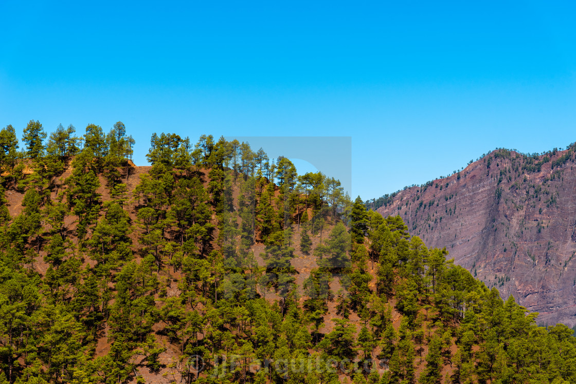 "National Park of Caldera de Taburiente. Old Volcano Crater with Canarian Pine Trees Forest" stock image