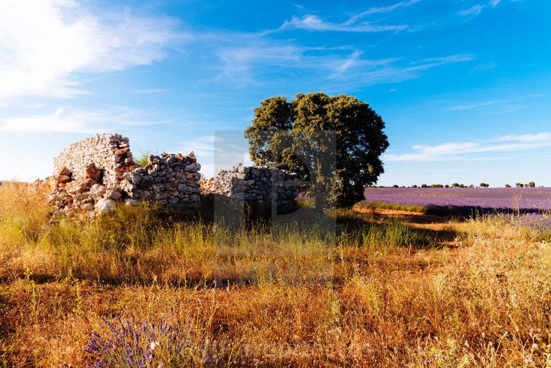 "Old cottage ruins in Lavender Fields. Summer sunset landscape in Brihuega" stock image