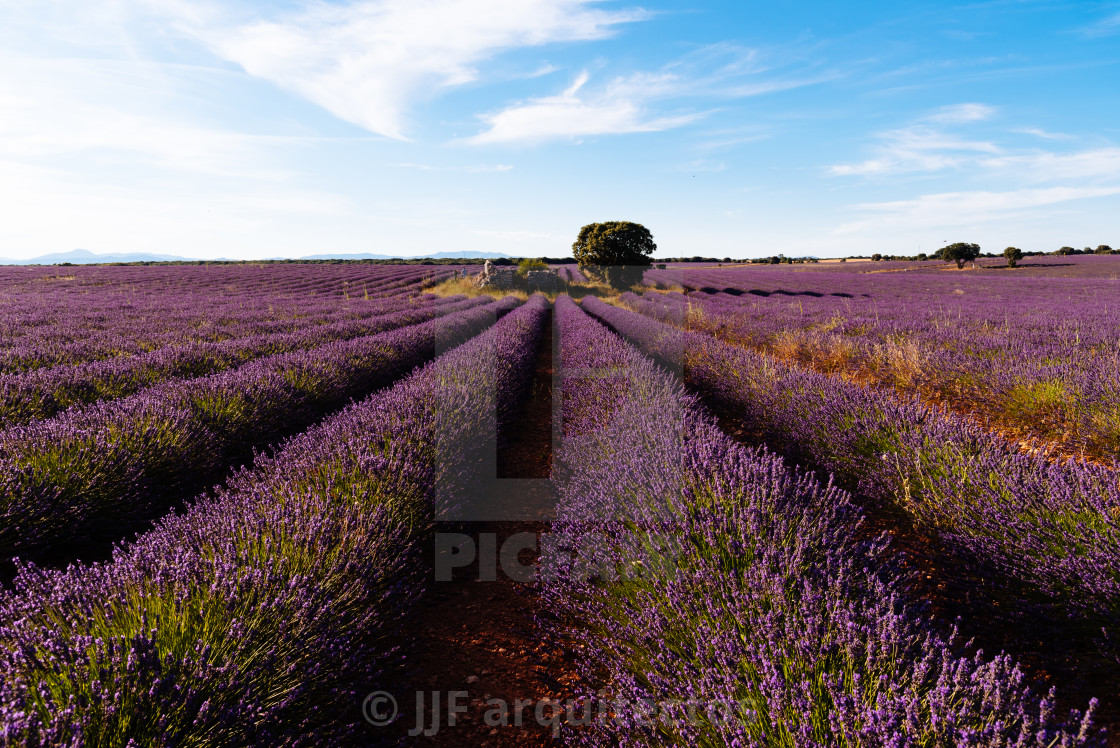 "Purple Lavender Fields. Summer sunset landscape in Brihuega" stock image