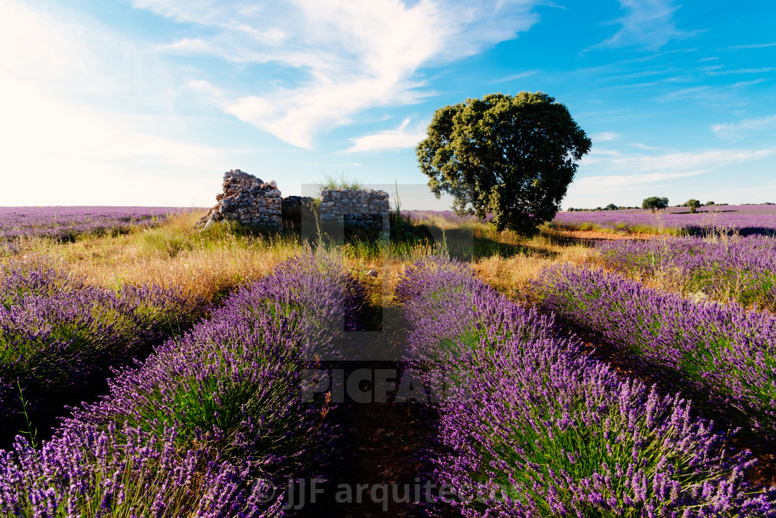"Old cottage ruins in Lavender Fields. Summer sunset landscape in Brihuega" stock image