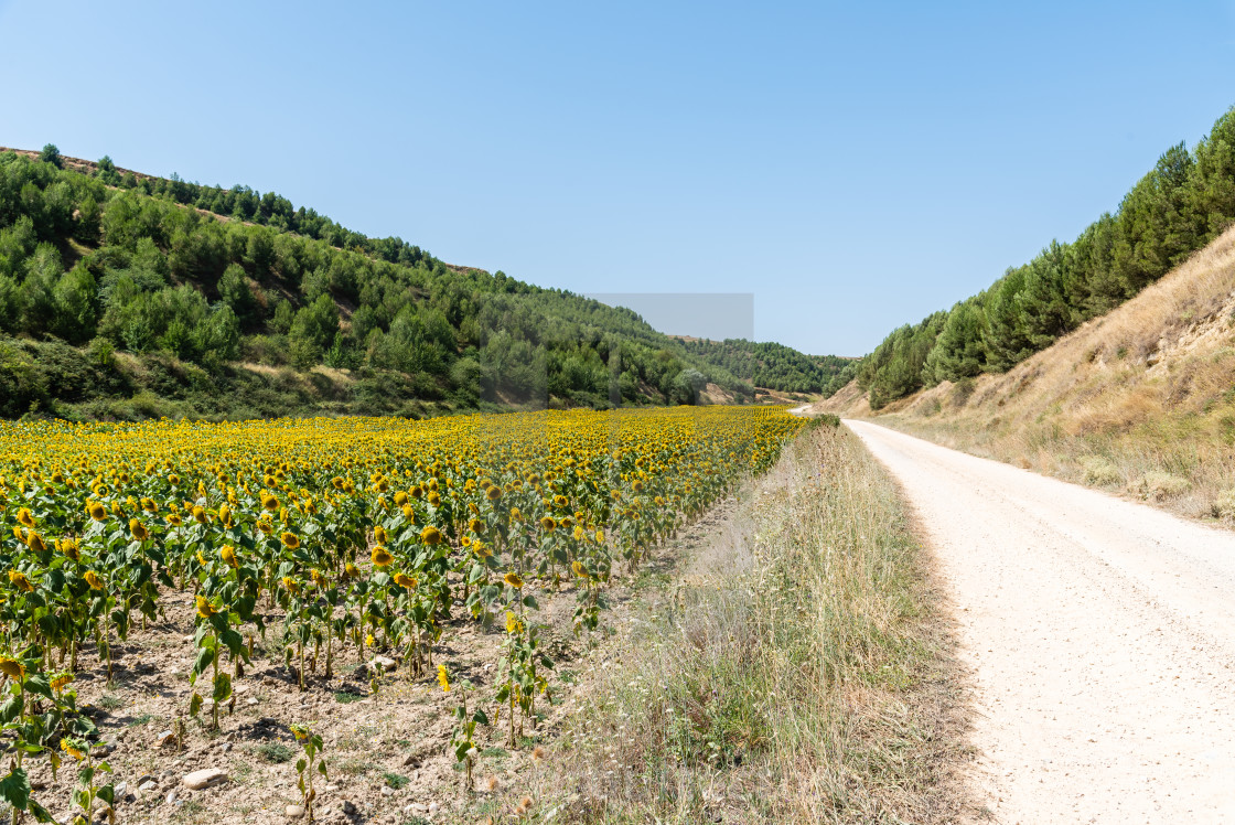 "Road through sunflower field and blue sky at summertime" stock image