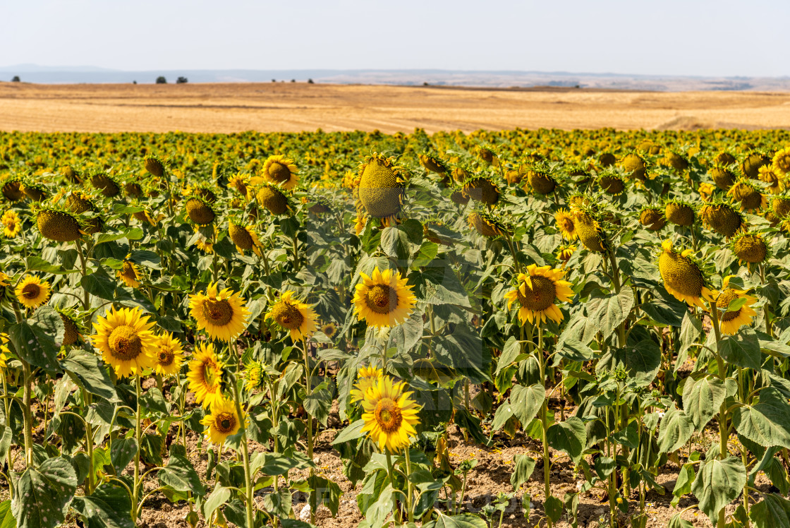 "Summer sunflower field and blue sky natural background" stock image