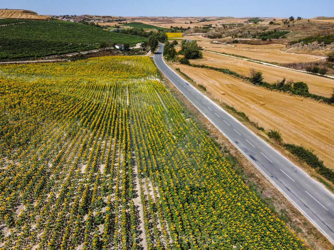 "Aerial drone view of field of sunflowers during summer sunny day with blue sky" stock image