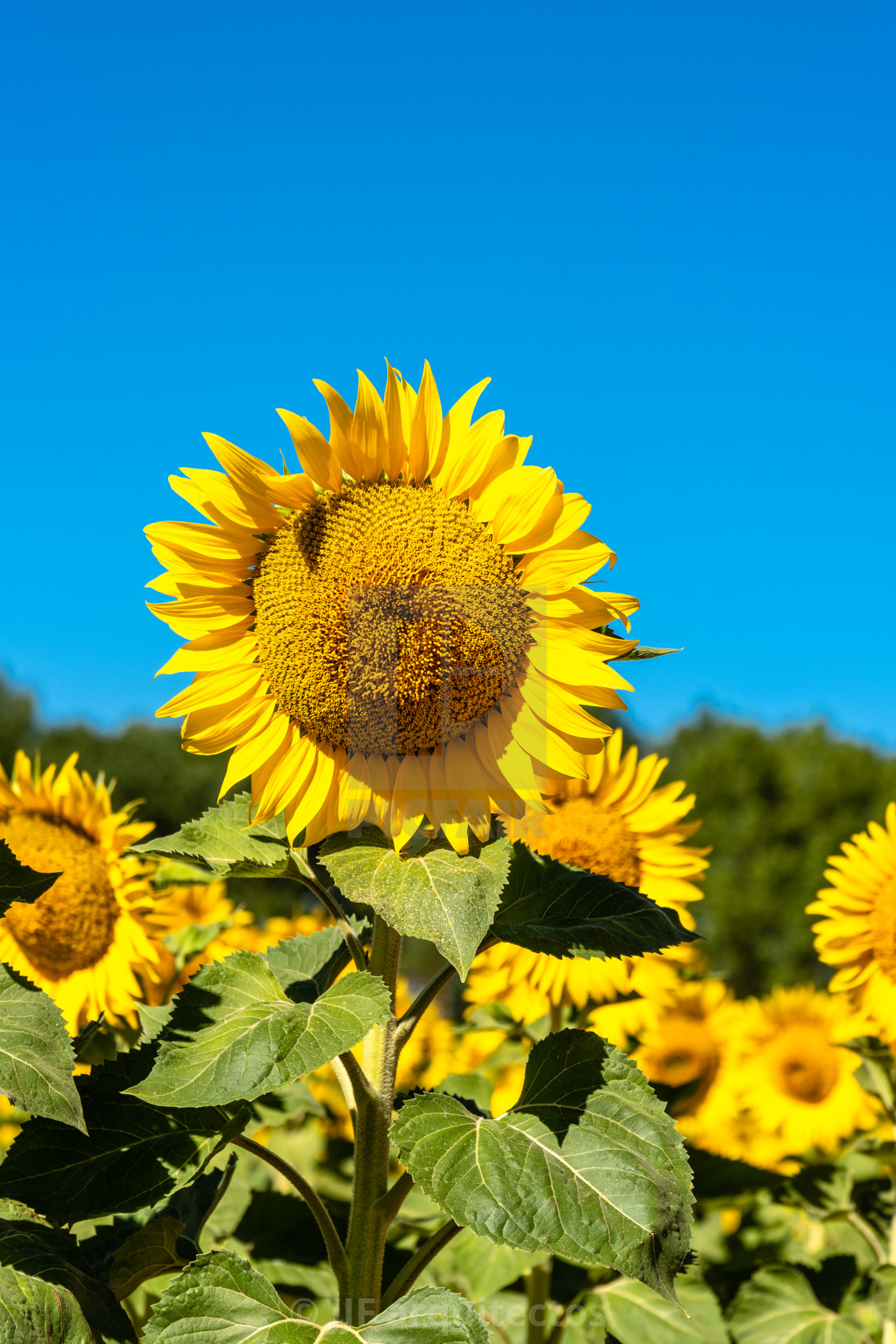 "Summer sunflower field and blue sky natural background" stock image