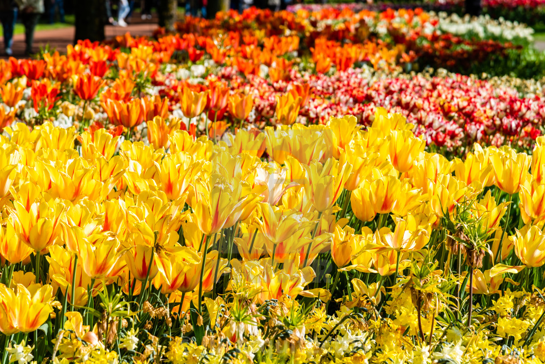 "Colorful spring fresh dutch tulips. Yellow color" stock image