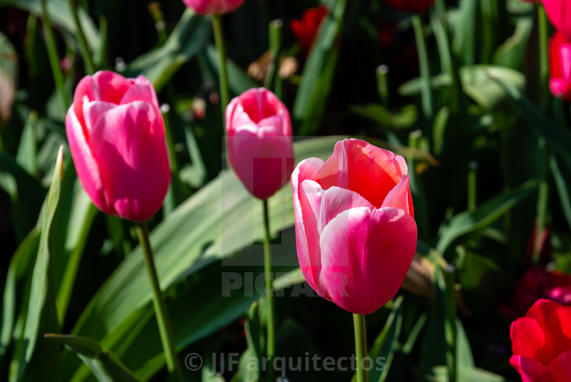 "Colorful spring fresh dutch tulips. Pink color" stock image