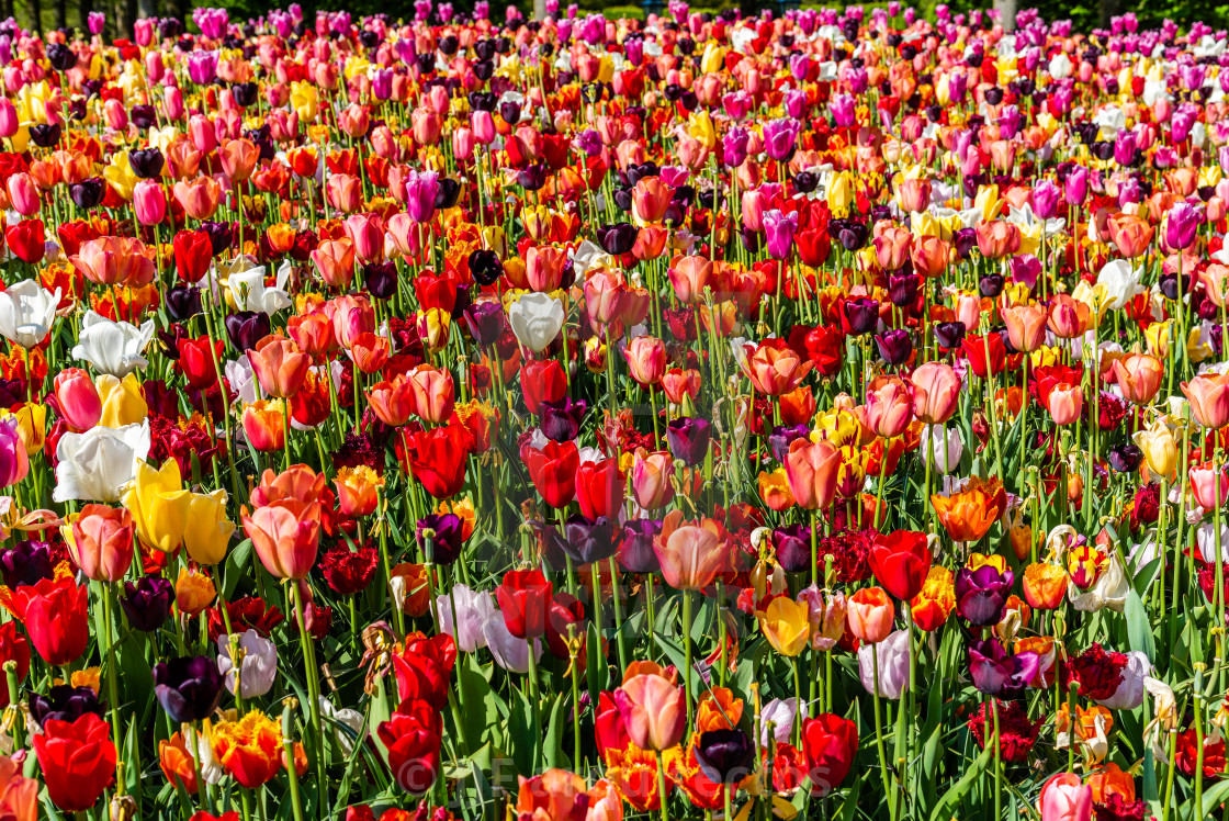 "Colorful spring fresh dutch tulips. Assorted colors" stock image