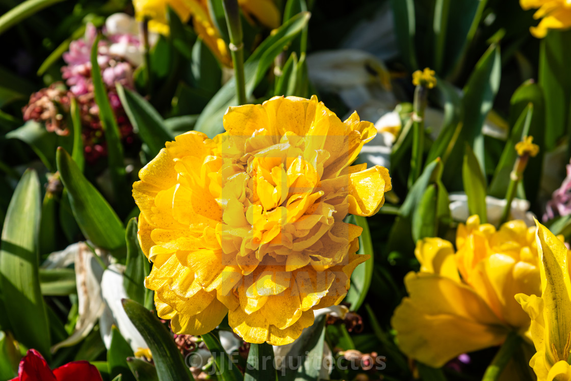 "Colorful spring fresh dutch tulips. Yellow color" stock image