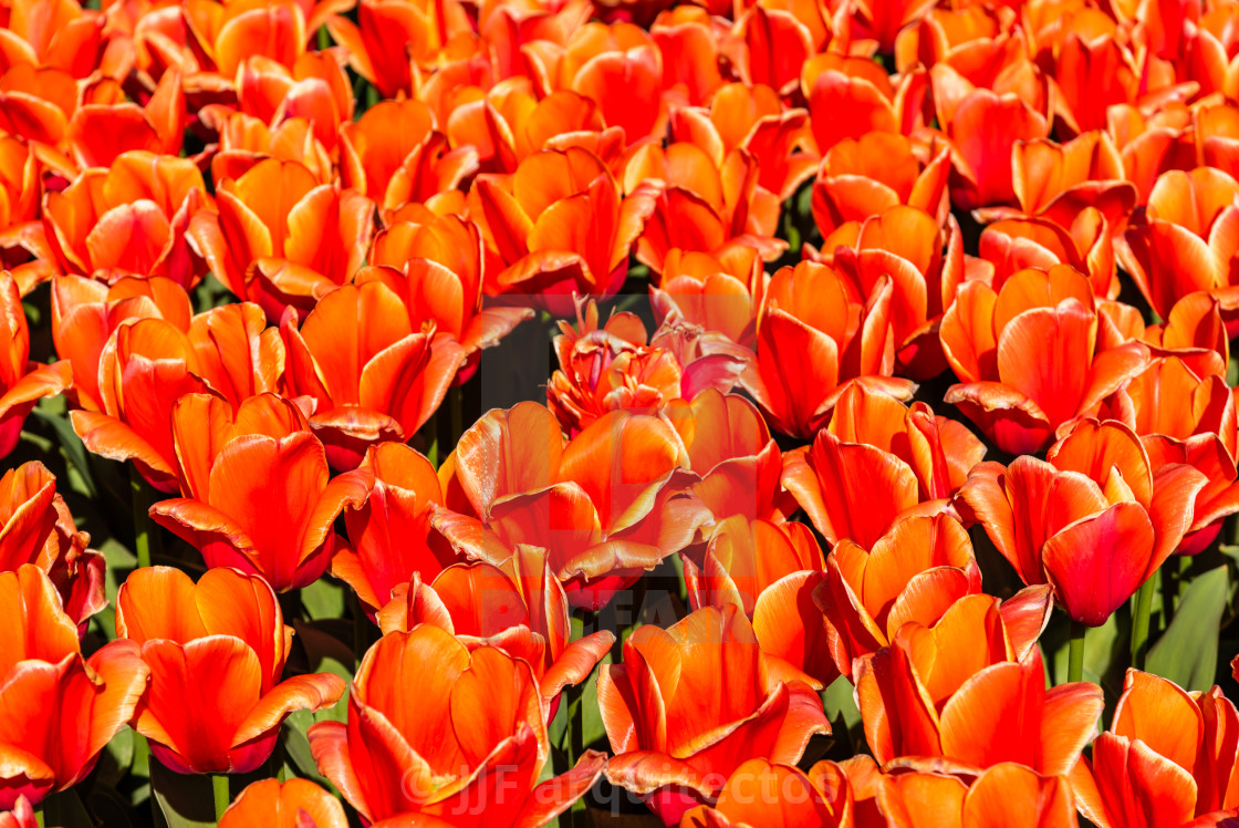 "Colorful spring fresh dutch tulips. Red color" stock image