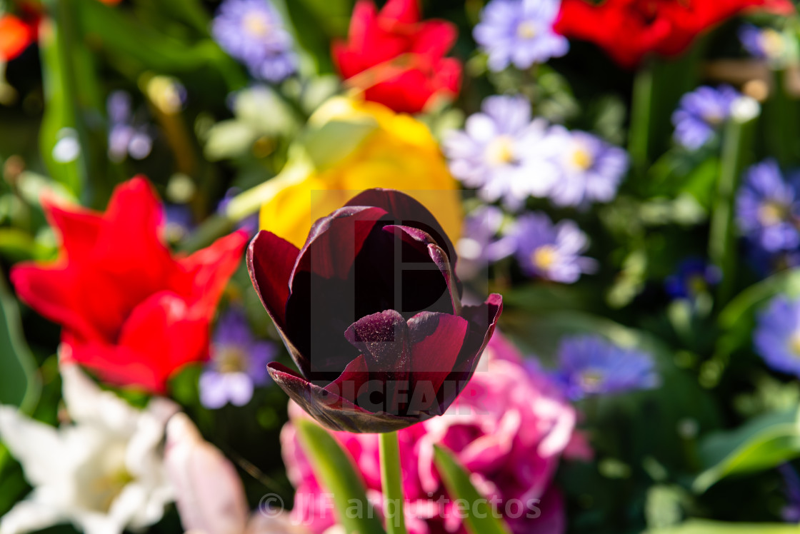 "Colorful spring fresh dutch tulips. Assorted colors flowers" stock image