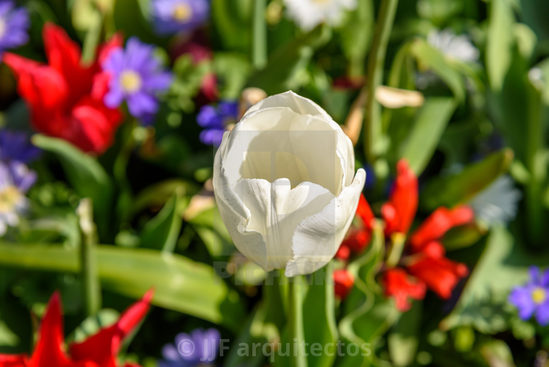 "Colorful spring fresh dutch tulips. White color" stock image