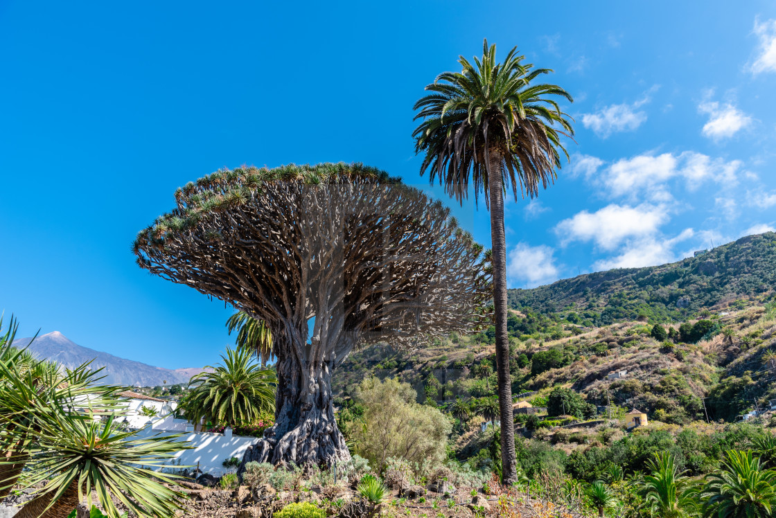 "Drago Milenario tree in Icod de los Vinos in Tenerife" stock image