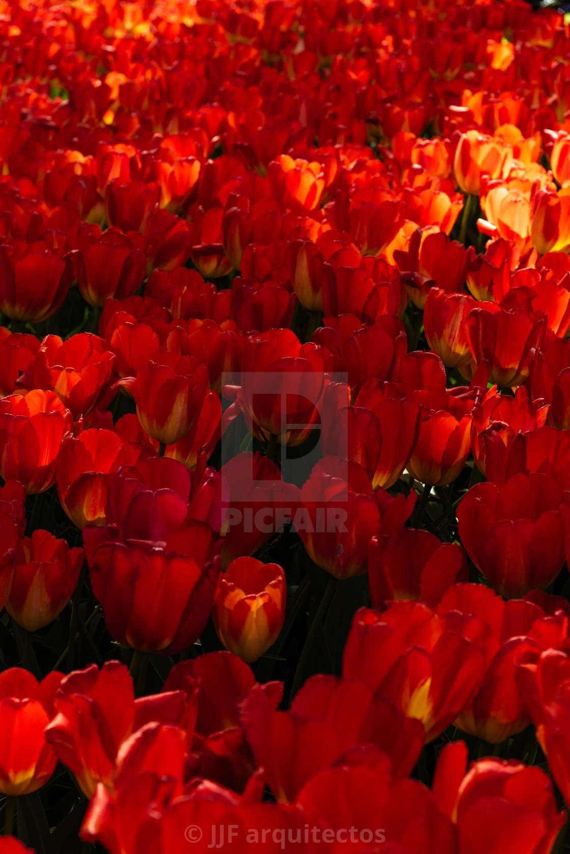 "Colorful spring fresh dutch tulips. Red color tulips" stock image