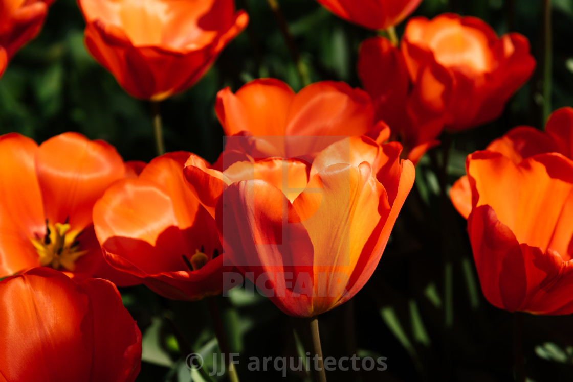 "Colorful spring fresh dutch tulips. Assorted colors" stock image