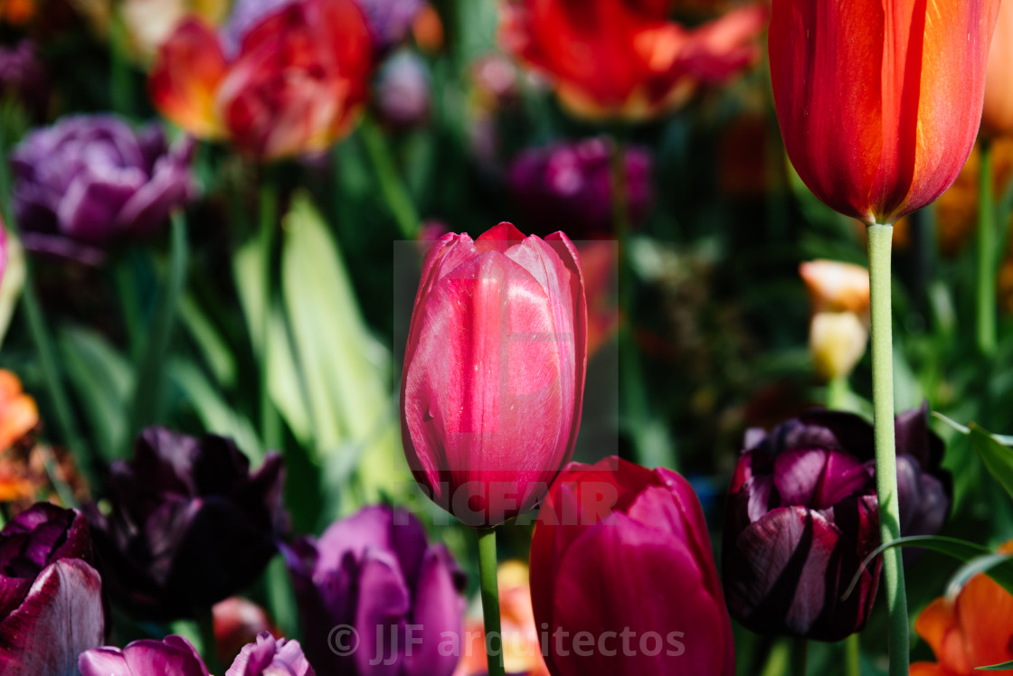 "Colorful spring fresh dutch tulips. Assorted colors" by JJF arquitectos - $18.68 "Colorful spring fresh dutch tulips. Assorted colors" stock image