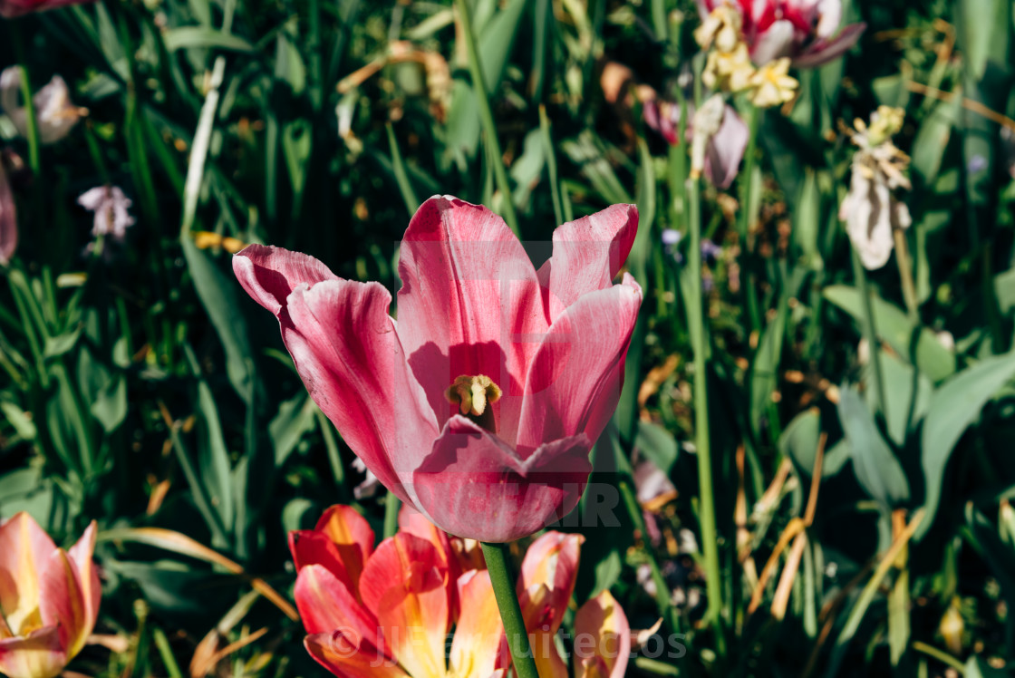 "Colorful spring fresh dutch tulips. Assorted colors" stock image