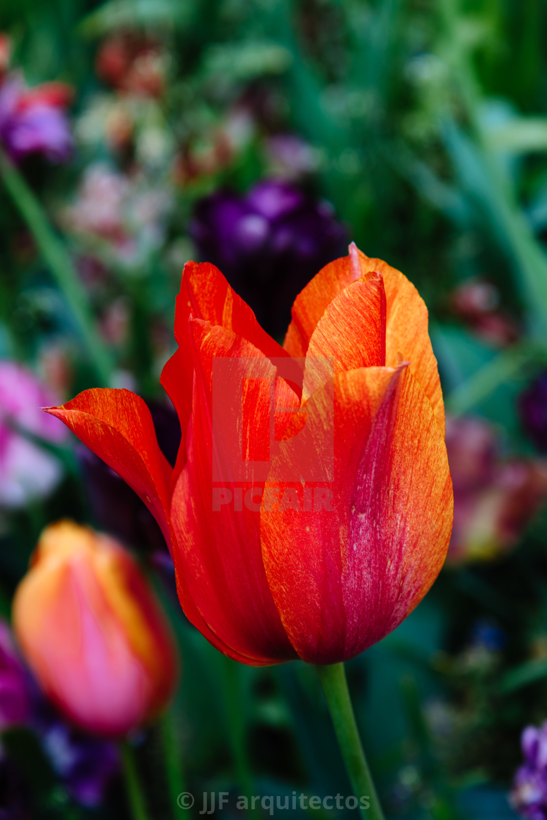 "Colorful spring fresh dutch tulips. Red colors" stock image