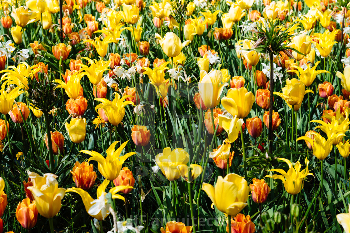 "Colorful spring fresh dutch tulips. Yellow color" stock image